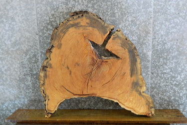 Reclaimed Round Cut Locust Live Edge Coffee Table Top 20739